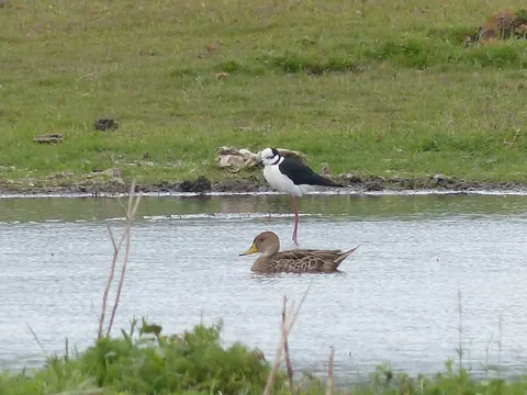 Aves en una laguna de Nono